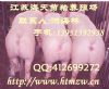 江苏海天苗猪养殖场提供最新三元仔猪养殖场